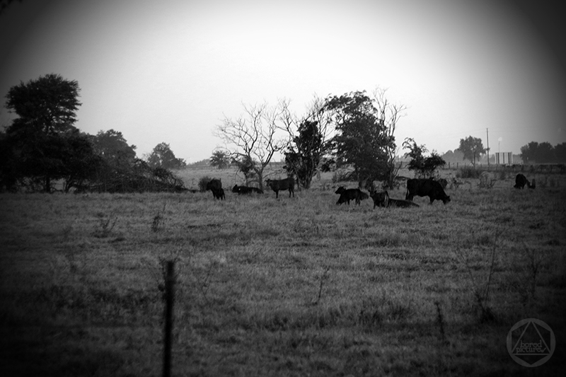 boredpictures_dawn_bulls_southern-texas